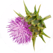 Milk thistle