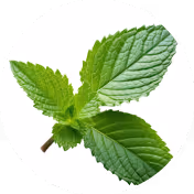 Nettle leaf